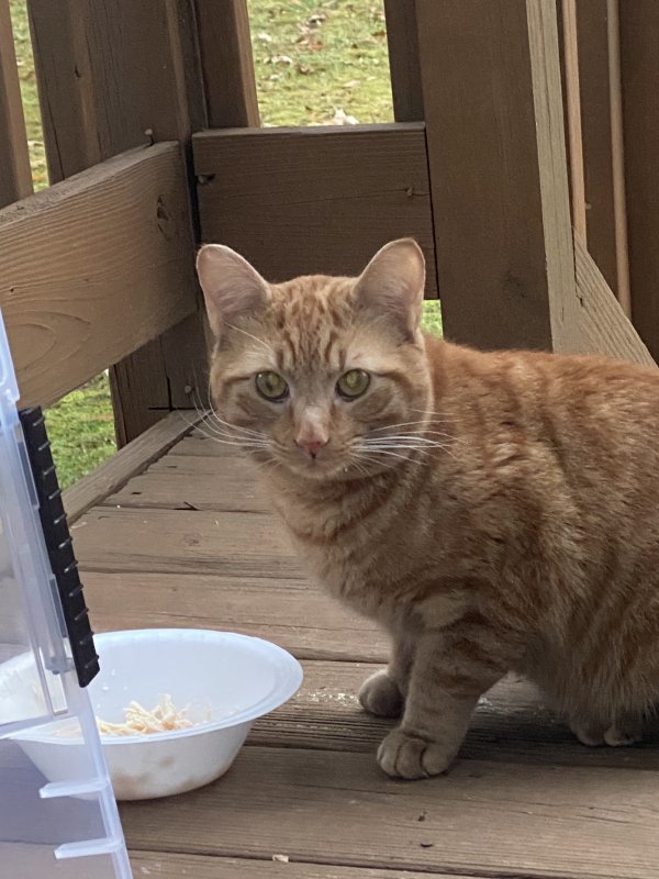 Safe Domestic Short Hair in Roswell, GA