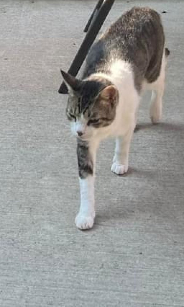 Lost Domestic Short Hair in Marietta, GA