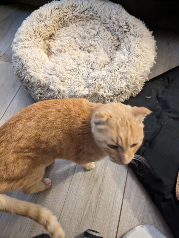 Found American Shorthair in Frisco, TX