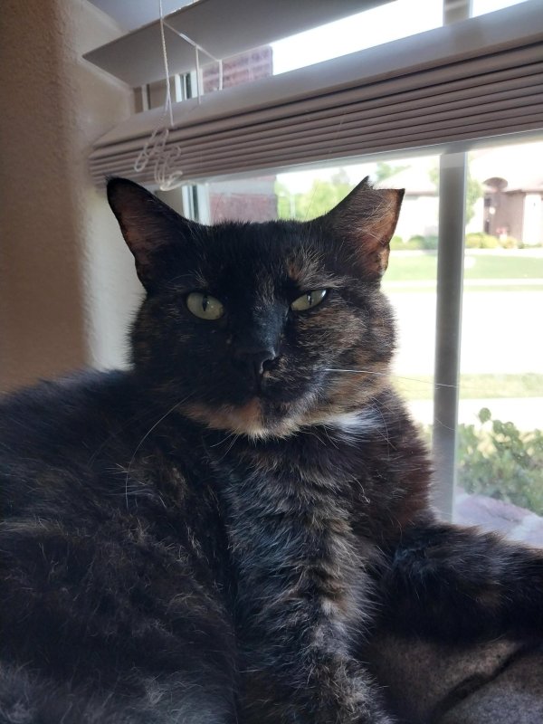 Lost Cat in Azle, TX