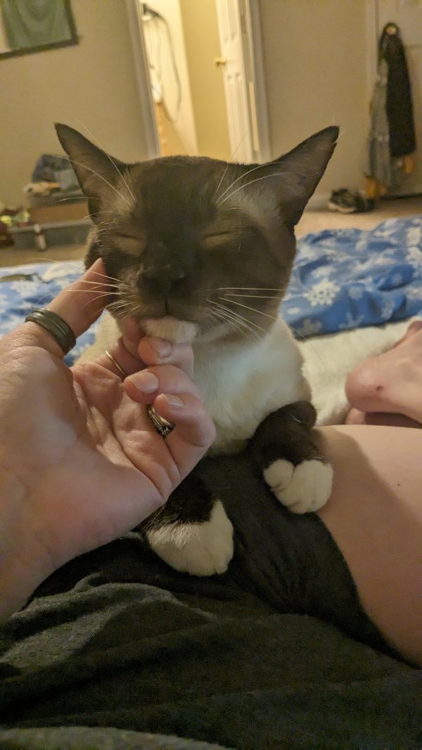 Safe Siamese in Lawrenceburg, TN