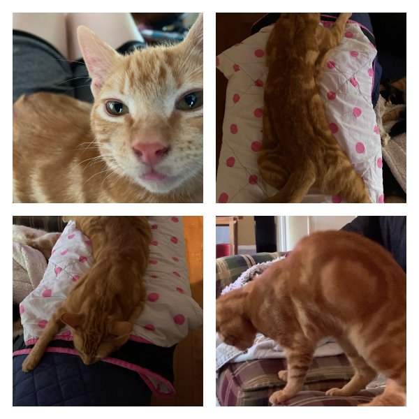Safe Cat in Sparta, GA