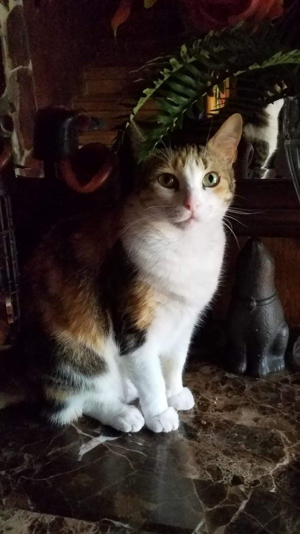 Lost Domestic Short Hair in McAllen, TX