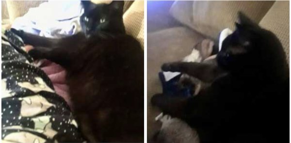 Safe Cat in Canton, GA