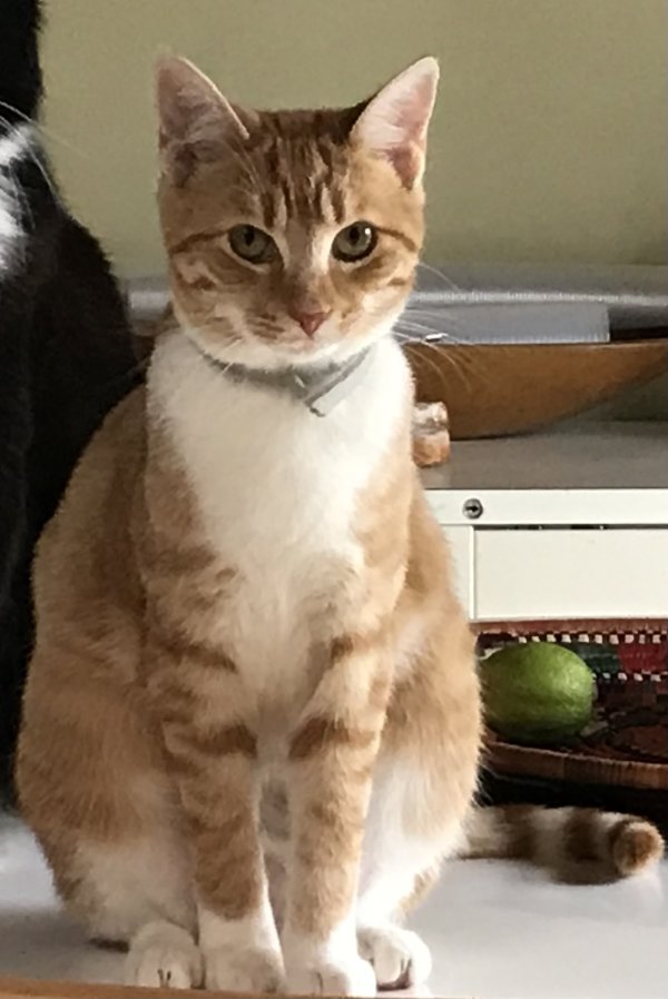 Safe Cat in Maysville, GA