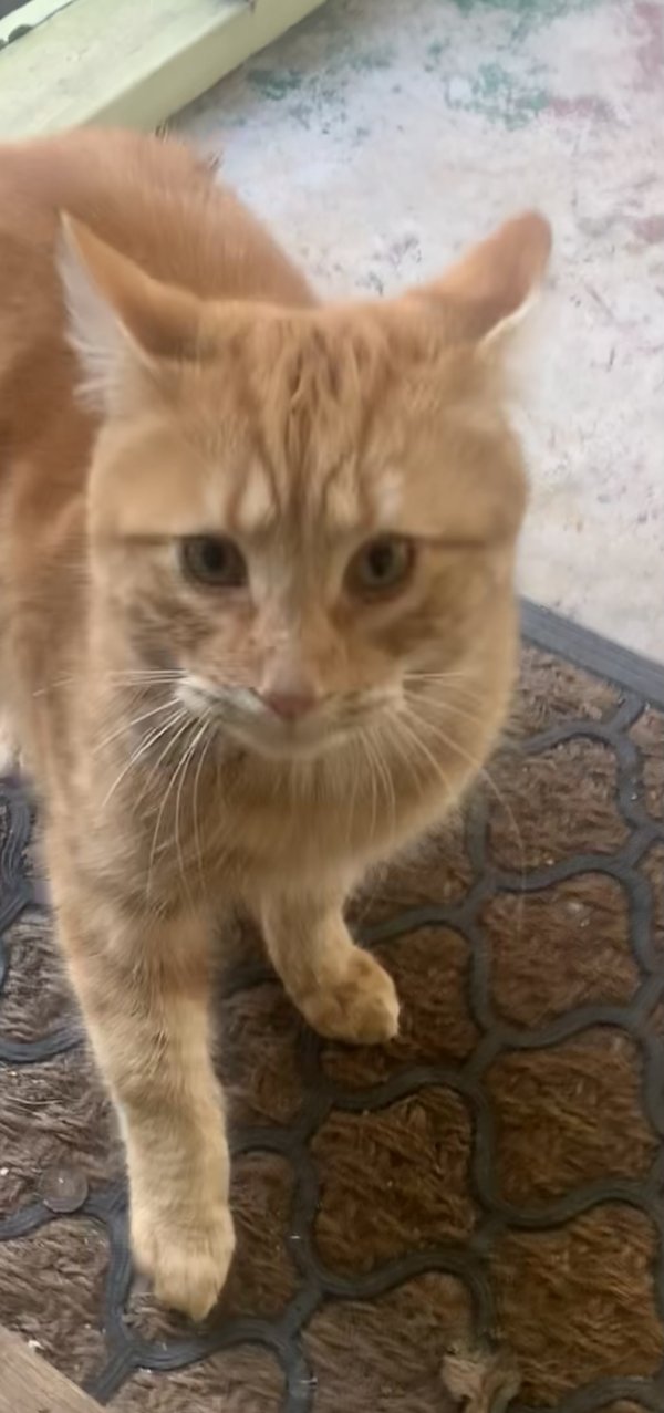 Safe Cat in Clarkston, GA