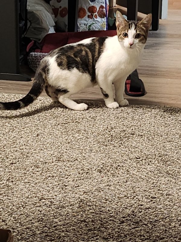 Safe American Shorthair in Vancouver, WA