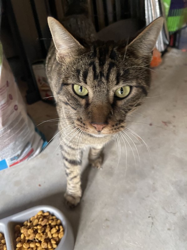 Safe Cat in Houston, TX