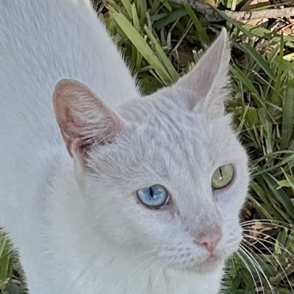 Safe Cat in Weslaco, TX