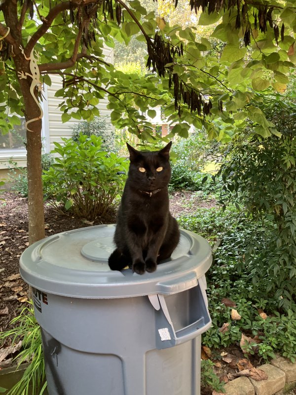 Lost Cat Blackie in Crofton, MD (21114) - Tabby Tracker