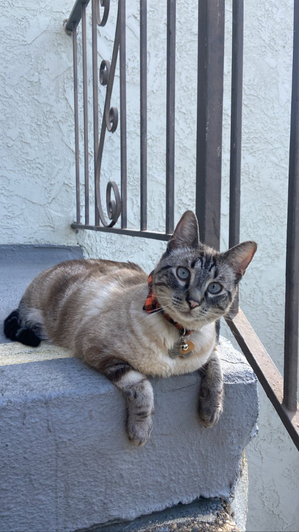 Safe Domestic Short Hair in Van Nuys, CA
