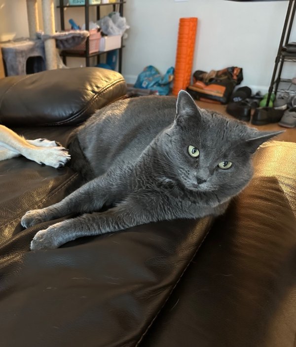 Lost Russian Blue in Herndon, VA