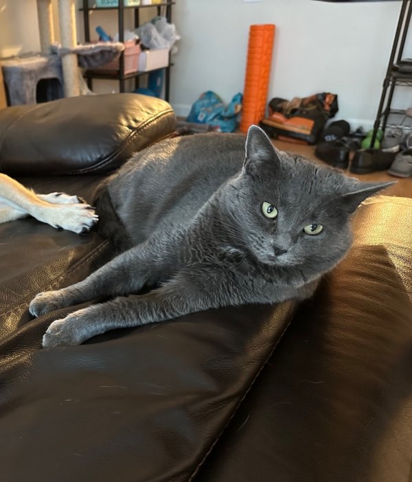 Safe Russian Blue in Herndon, VA