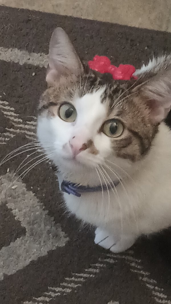 Safe Cat in Murfreesboro, TN