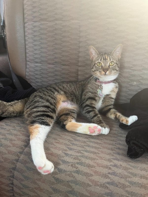 Safe American Shorthair in Hixson, TN