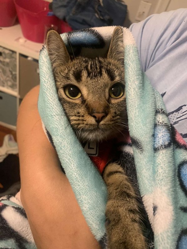 Lost Cat in Sterling Heights, MI