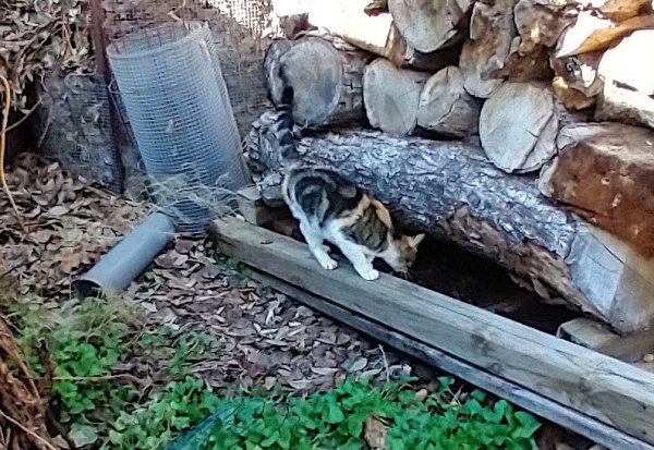 Found American Shorthair in Friendswood, TX