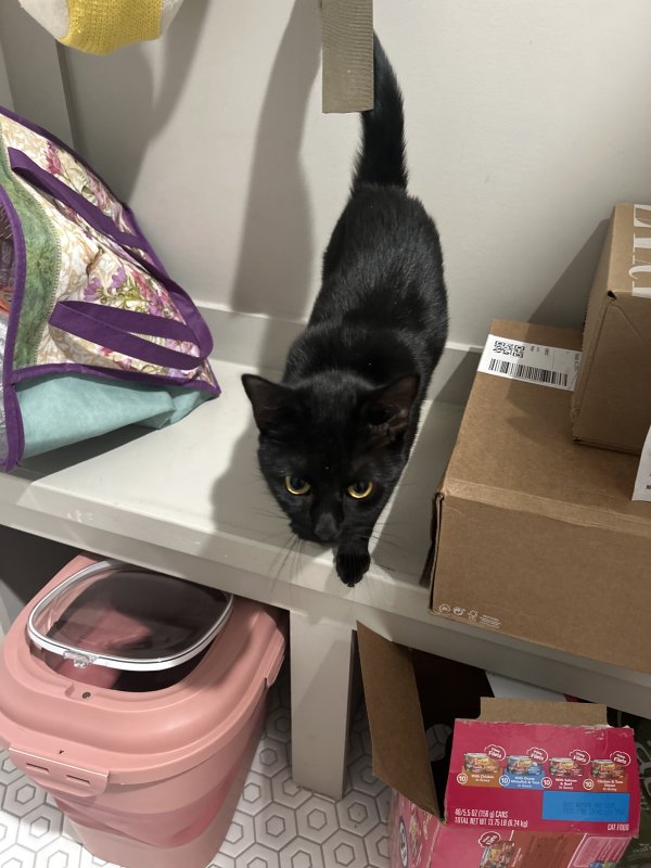 Found Domestic Short Hair in Raleigh, NC