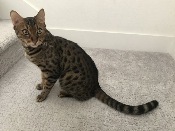 Safe Bengal cat in Rancho Cordova, CA