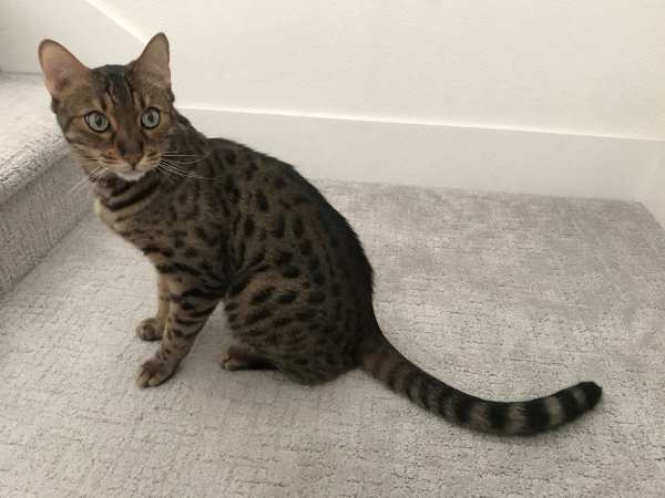 Lost Bengal cat in Rancho Cordova, CA