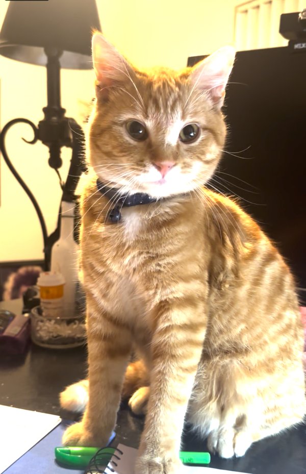 Safe Domestic Short Hair in Guadalupe, CA