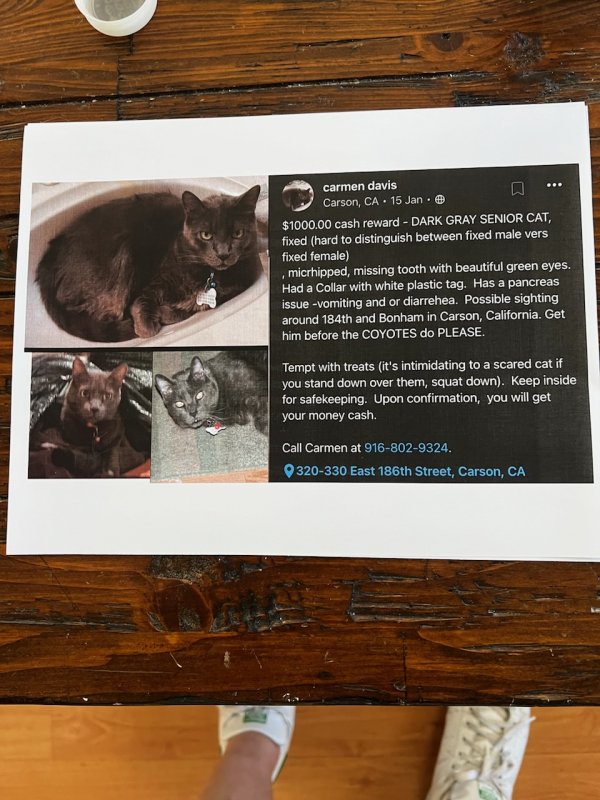 Lost Cat in Carson, CA