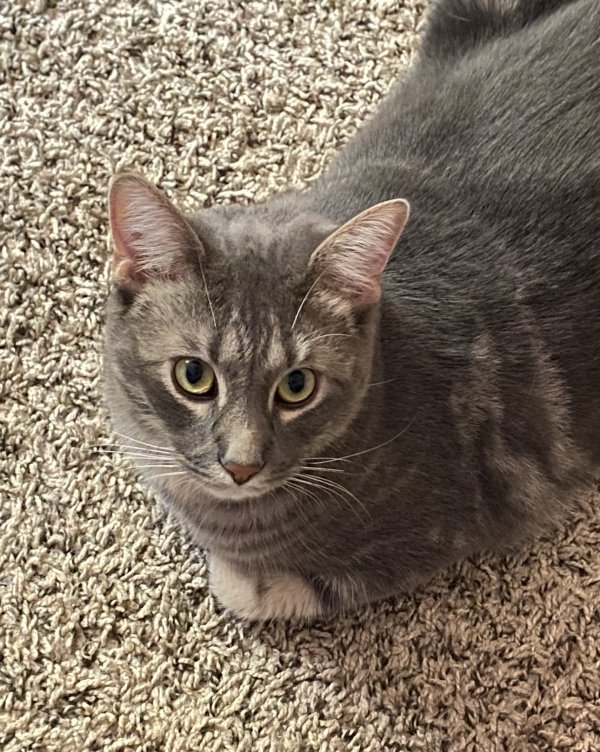 Safe Cat in Woodstock, GA