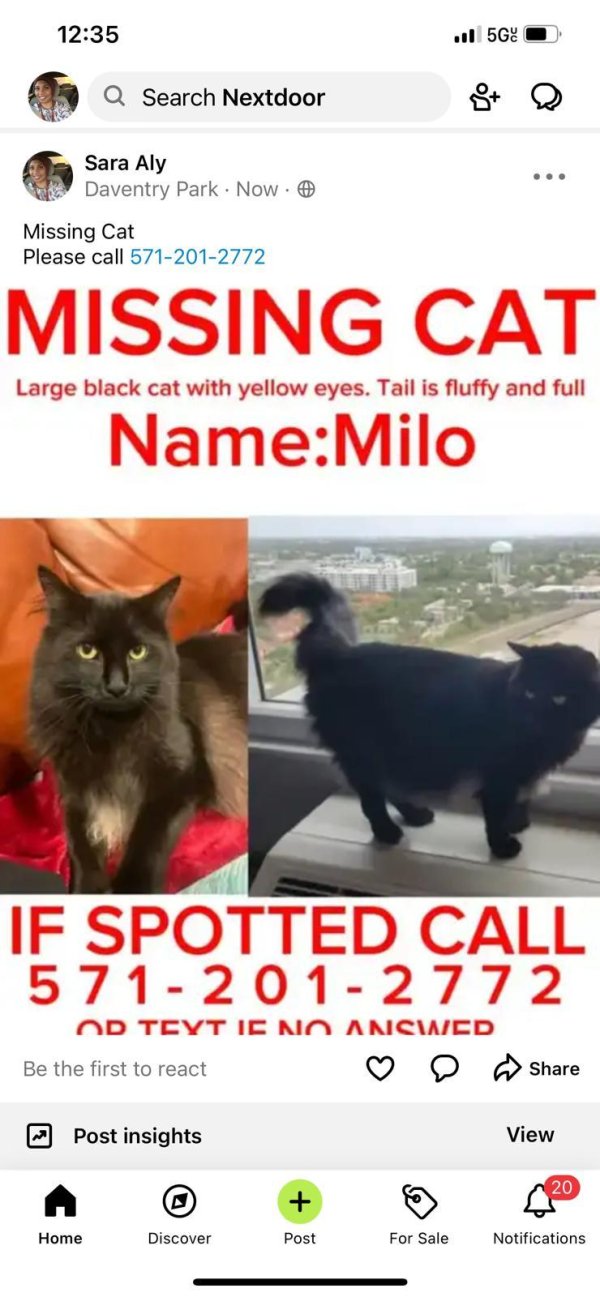 Lost Domestic Short Hair in Springfield, VA