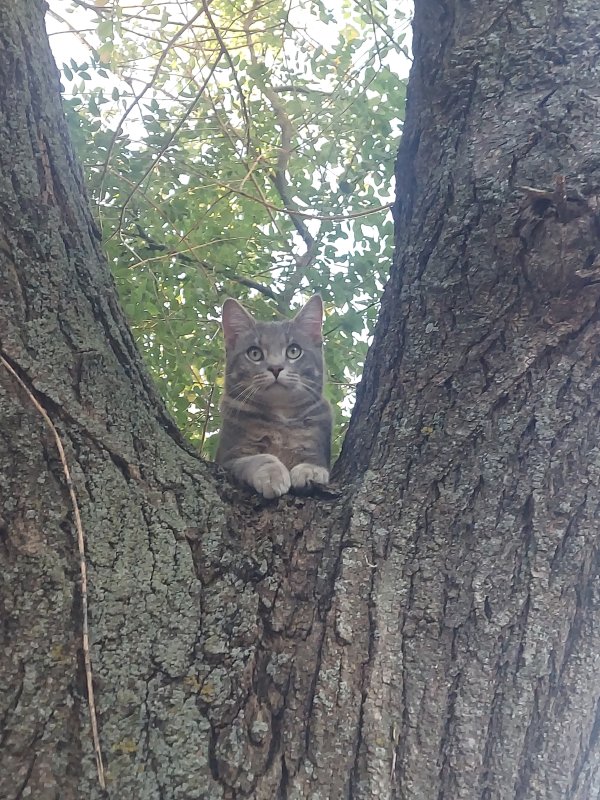 Lost Cat in Wichita, KS