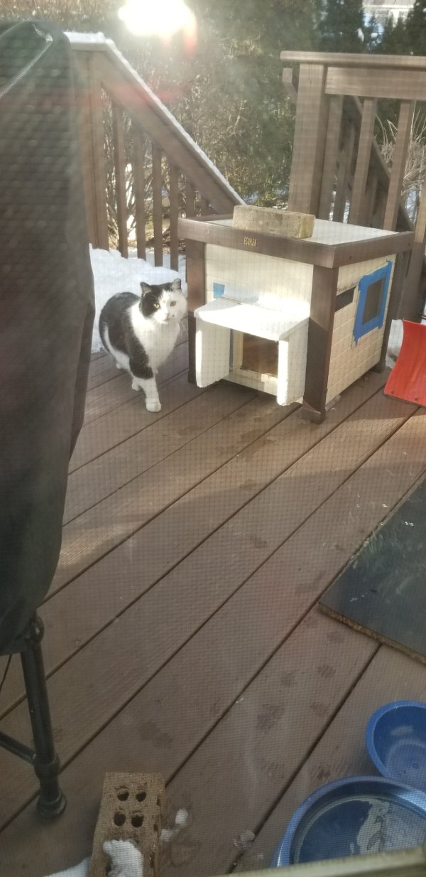 Found Cat in Livingston, NJ