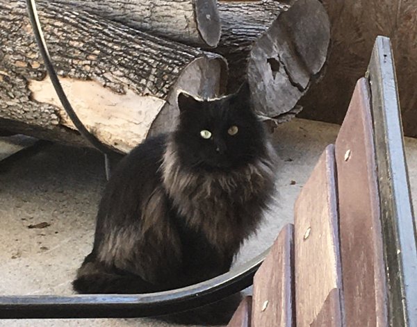 Found Maine Coon in Staten Island, NY