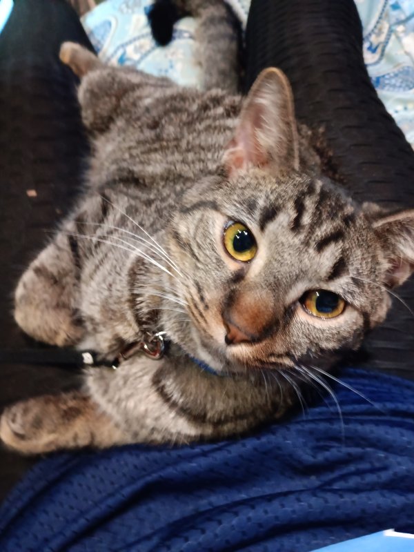 Safe Domestic Short Hair in Itasca, IL