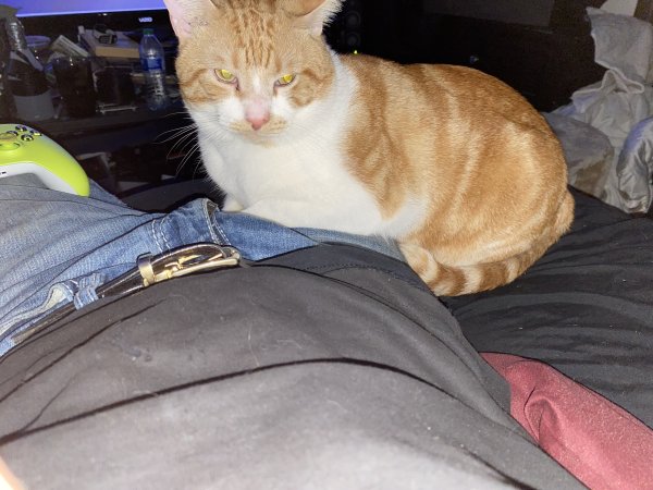 Safe Domestic Short Hair in Fort Worth, TX