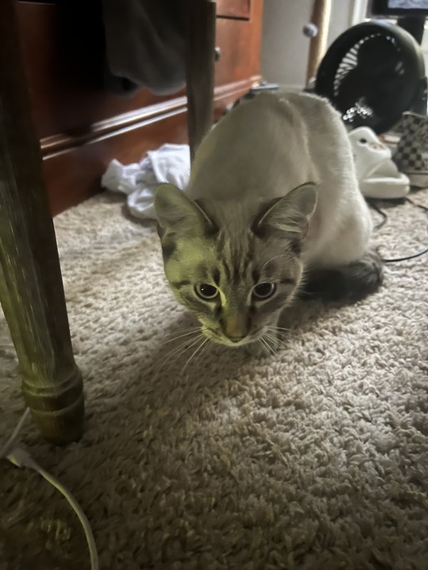 Safe Siamese in Plano, TX
