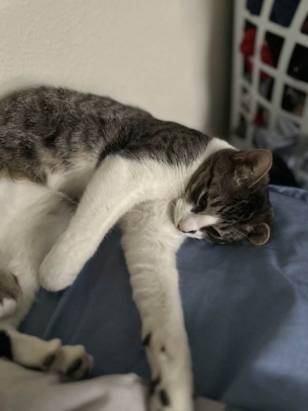 Safe Domestic Short Hair in Richardson, TX
