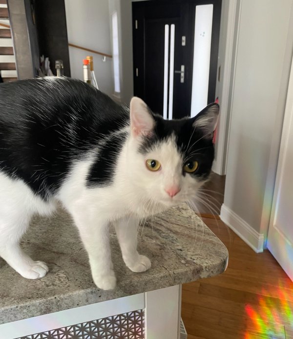 Safe American Shorthair in Lake in the Hills, IL