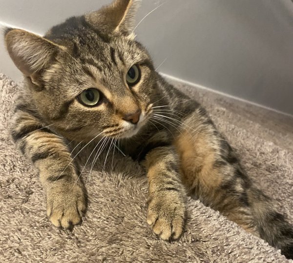 Safe Cat in Murfreesboro, TN