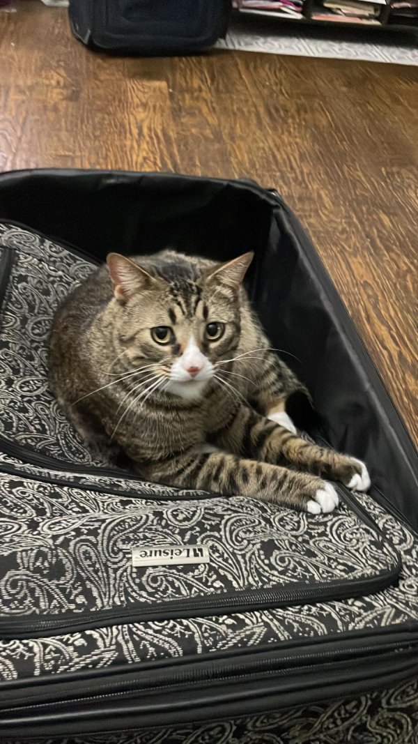 Safe Domestic Short Hair in Plano, TX