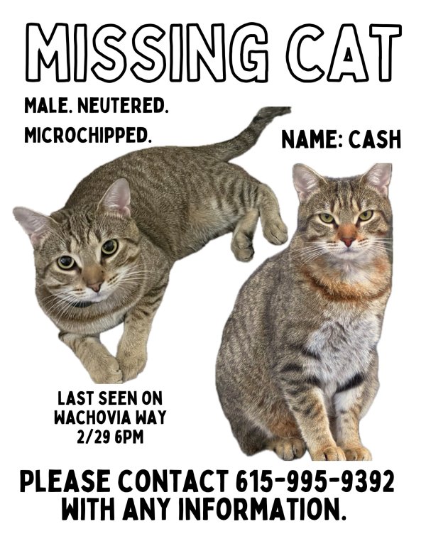 Safe Cat in Murfreesboro, TN