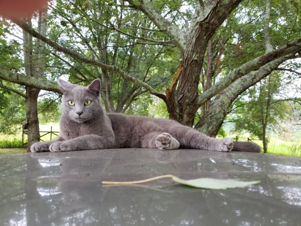 Lost Domestic Short Hair in Marietta, GA