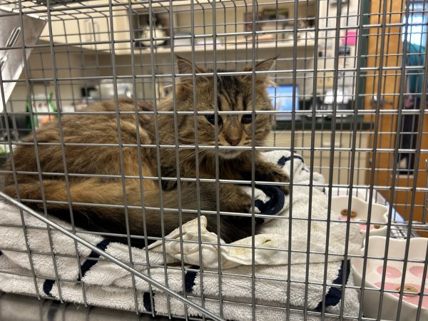 Safe Cat in Summit, NJ