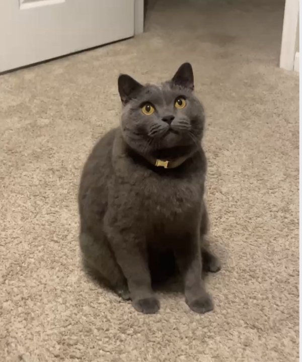 Lost British Shorthair in Naperville, IL