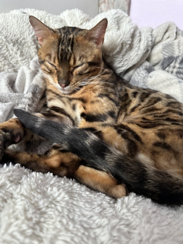 Found Bengal cat in Lynnwood, WA