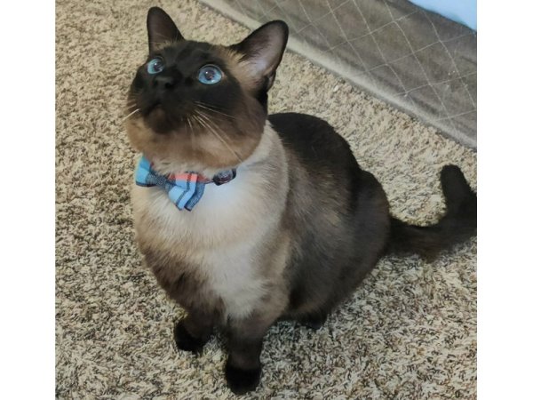 Safe Siamese in Plano, TX