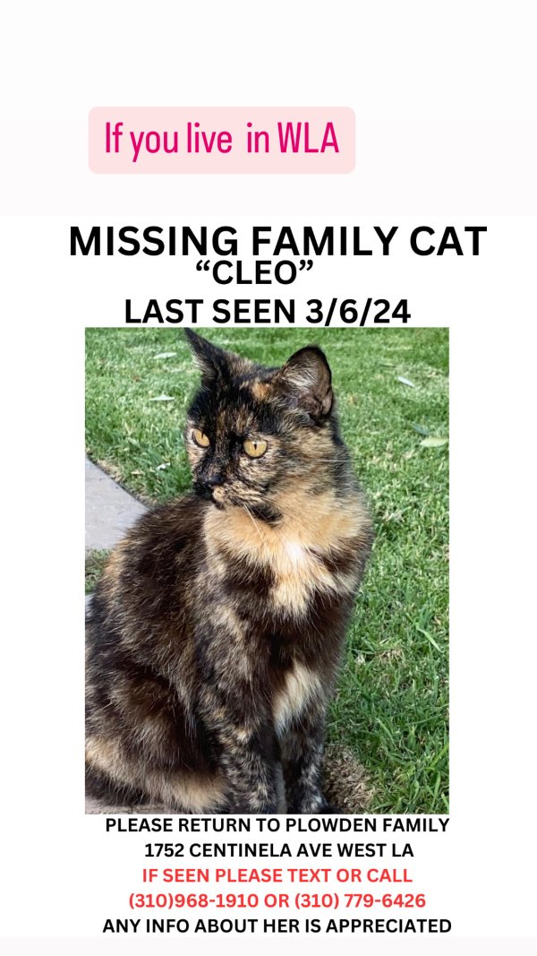 Lost Cat in Los Angeles, CA