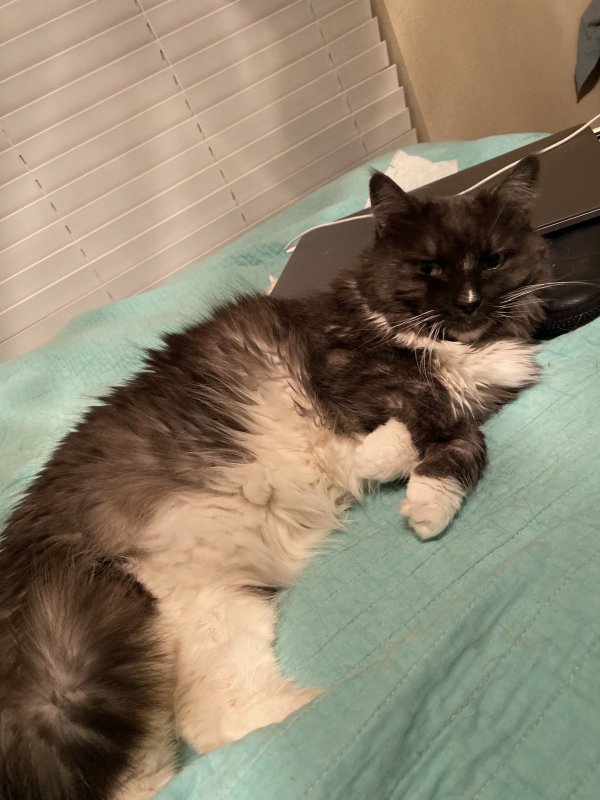 Lost Domestic Long Hair in Bedford, TX