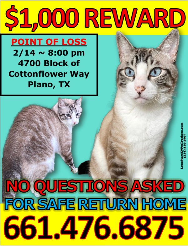 Lost Ragdoll in Plano, TX