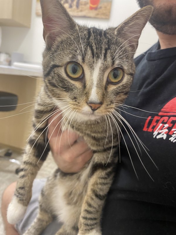 Safe Cat in Gainesville, FL