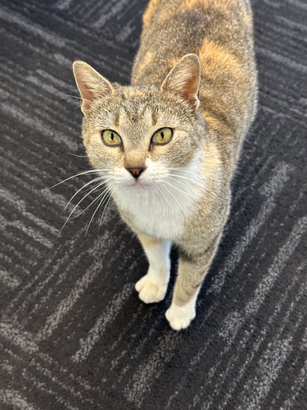 Found American Shorthair in Plano, TX