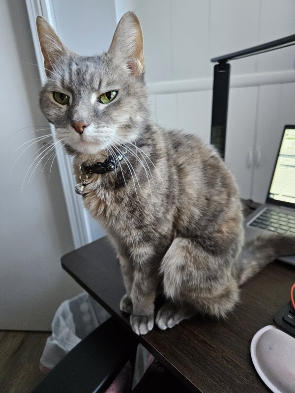 Lost Cat in Waterbury, CT